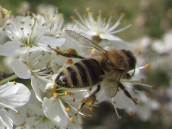 honeybees-on-hawthorn-2